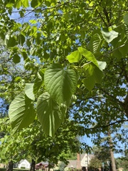 Celtis occidentalis