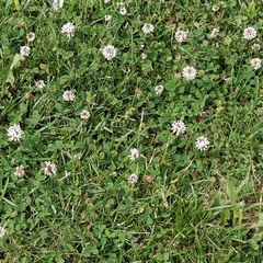 Trifolium repens