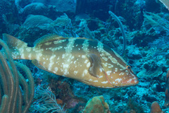 Epinephelus striatus