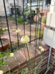 Allium sativum