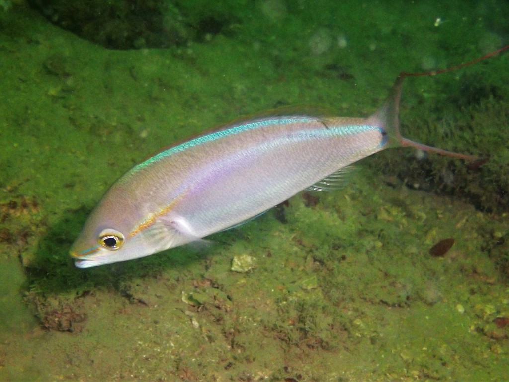 False Whiptail