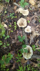 Cymatoderma caperatum