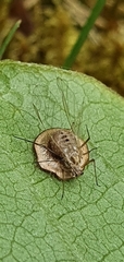Dyscritulus