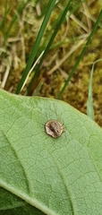Dyscritulus