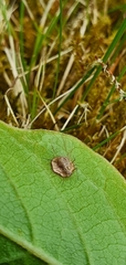Dyscritulus