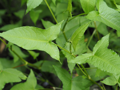 Persicaria arifolia