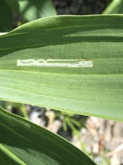 Liriomyza smilacinae