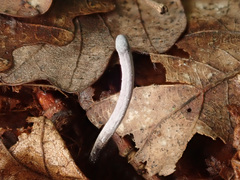Ophiocordyceps entomorrhiza