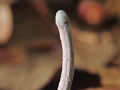 Ophiocordyceps entomorrhiza