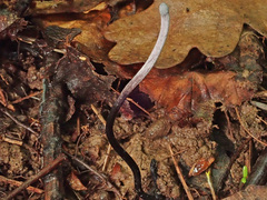 Ophiocordyceps entomorrhiza