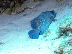 Rypticus saponaceus