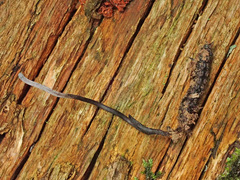 Ophiocordyceps entomorrhiza