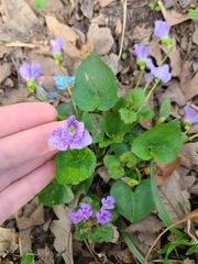 Viola sororia