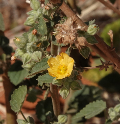 Sida cordifolia