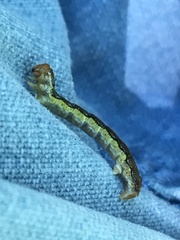 Erannis tiliaria