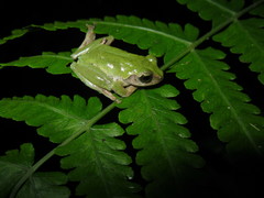 Kurixalus berylliniris