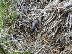 Carabus castanopterus