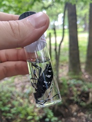 Anoplophora glabripennis