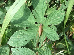 Conocephalus exemptus