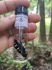 Anoplophora glabripennis