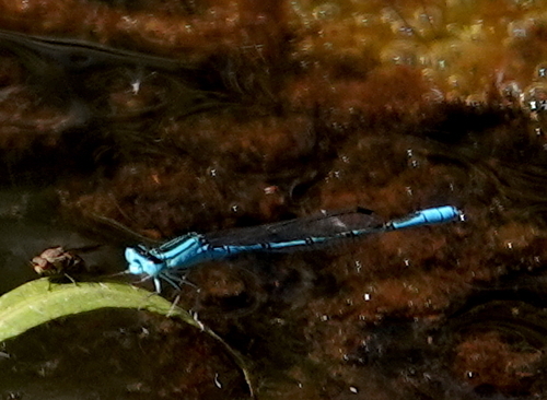 Photo of Swamp Bluet (Africallagma glaucum)