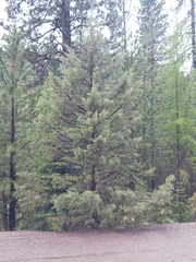 Juniperus occidentalis