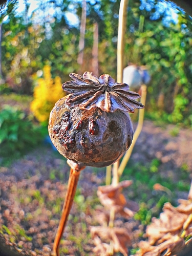 Papaver somniferum