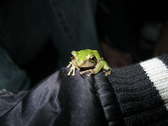 Kurixalus berylliniris