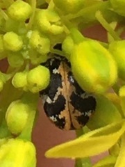 Anthrenus scrophulariae