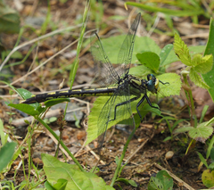 Arigomphus villosipes