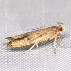 Psilocorsis quercicella