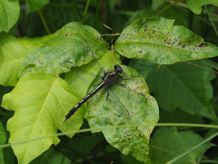 Arigomphus villosipes
