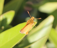 Ochlodes agricola