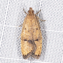 Psilocorsis quercicella