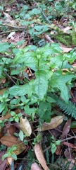 Prostanthera lasianthos