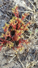 Lastarriaea coriacea