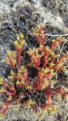 Lastarriaea coriacea