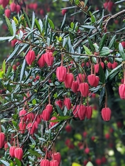 Crinodendron hookerianum