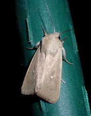 Mythimna sicula