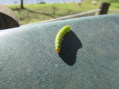 Tortrix viridana