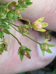 Androsace occidentalis