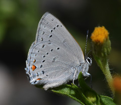 Satyrium californica