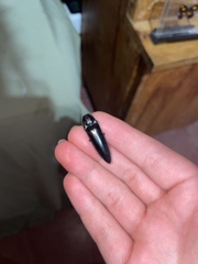 Orthostethus infuscatus