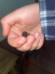 Orthostethus infuscatus