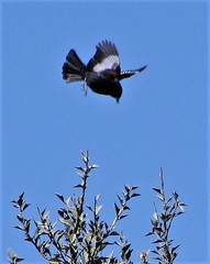 Knipolegus aterrimus