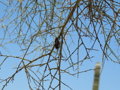 Cacama