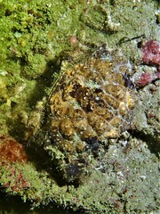 Paractaea rufopunctata