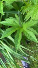 Filipendula rubra