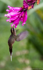 Phaethornis squalidus