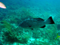 Mycteroperca bonaci